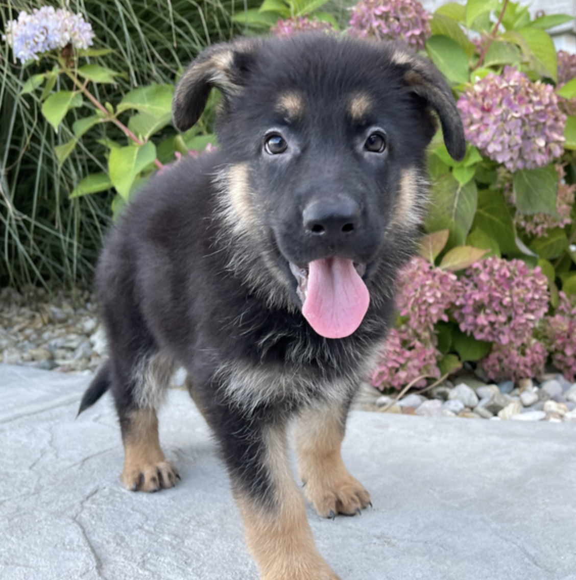 comprar cachorros sanos, baratos y asequibles para la venta
